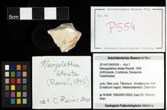 Foto (Objekt + Etiketten) von Mesogalathea striata (Remeš, 1895) 